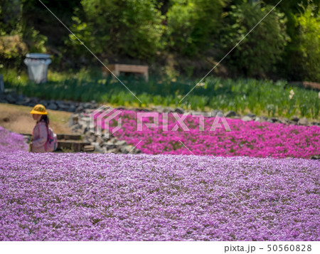 三田市の芝桜園　花のじゅうたん 50560828