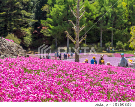 三田市の芝桜園 花のじゅうたん 三田市の芝桜園 花のじゅうたん 50560839