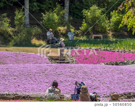三田市の芝桜園 花のじゅうたん 三田市の芝桜園 花のじゅうたん 50560850