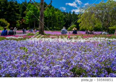 三田市の芝桜園 花のじゅうたん 三田市の芝桜園 花のじゅうたん 50560851