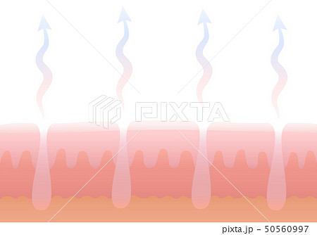Human Cutaneous Respiration Skin Breathing 50560997