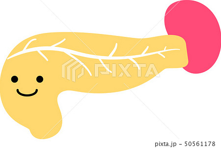 膵臓 脾臓 十二指腸 ヘルスケア 人体 臓器 イラストのイラスト素材