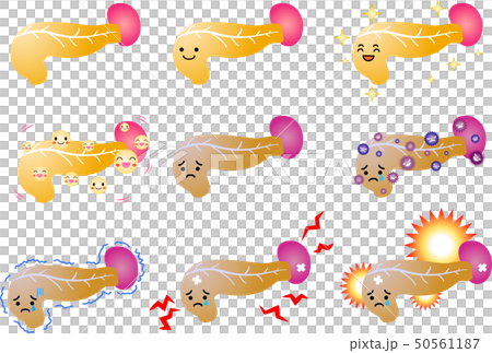 膵臓 脾臓 十二指腸 ヘルスケア 人体 臓器 イラストのイラスト素材