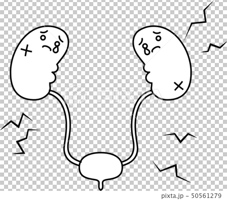 Kidney bladder organ human health care cute illustration Kidney bladder organ human health care cute illustration 50561279