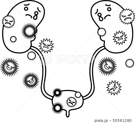 腎臓 膀胱 臓器 人体 ヘルスケア かわいい イラストのイラスト素材