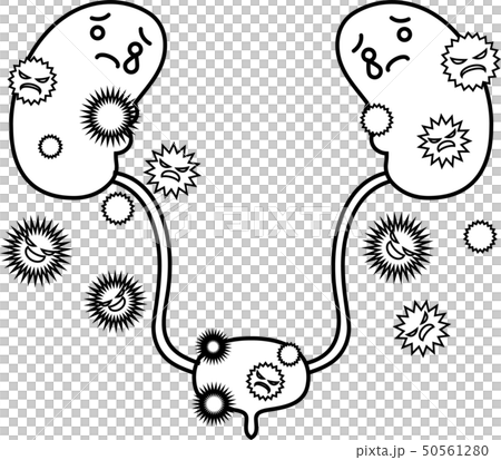 腎臓 膀胱 臓器 人体 ヘルスケア かわいい イラスト 腎臓 膀胱 臓器 人体 ヘルスケア かわいい イラスト 50561280