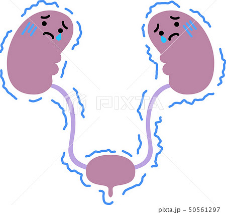 腎臓 膀胱 臓器 人体 ヘルスケア かわいい イラストのイラスト素材