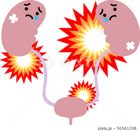 腎臓 膀胱 臓器 人体 ヘルスケア かわいい イラストのイラスト素材
