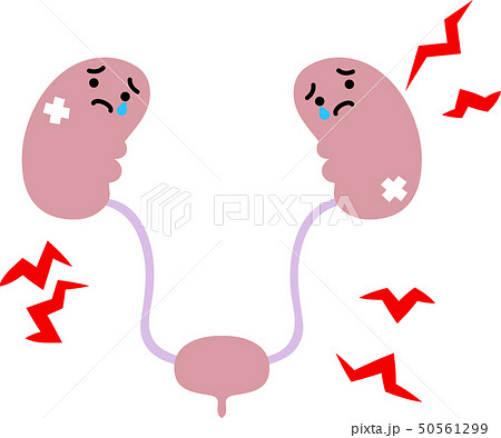 腎臓 膀胱 臓器 人体 ヘルスケア かわいい イラストのイラスト素材