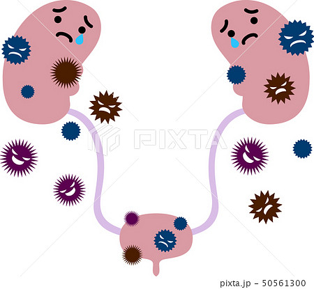 腎臓 膀胱 臓器 人体 ヘルスケア かわいい イラストのイラスト素材