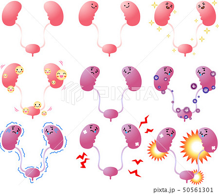 腎臓 膀胱 臓器 人体 ヘルスケア かわいい イラストのイラスト素材