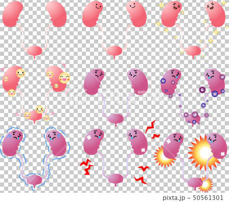 腎臓　膀胱　臓器　人体　ヘルスケア　かわいい　イラスト 50561301