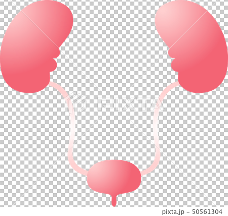 Kidney bladder organ human health care cute illustration Kidney bladder organ human health care cute illustration 50561304