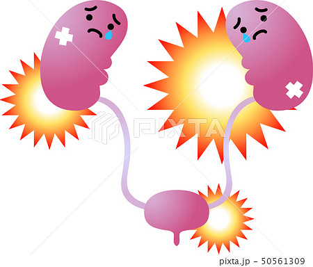 腎臓 膀胱 臓器 人体 ヘルスケア かわいい イラストのイラスト素材