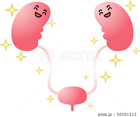 腎臓 膀胱 臓器 人体 ヘルスケア かわいい イラストのイラスト素材