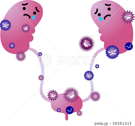 腎臓 膀胱 臓器 人体 ヘルスケア かわいい イラストのイラスト素材