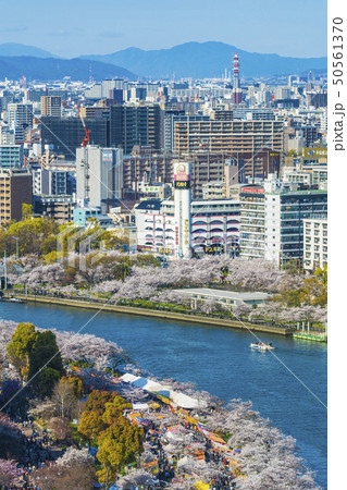 大阪　春の桜ノ宮　造幣局通り抜け　 50561370