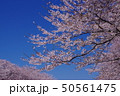 桜満開 50561475