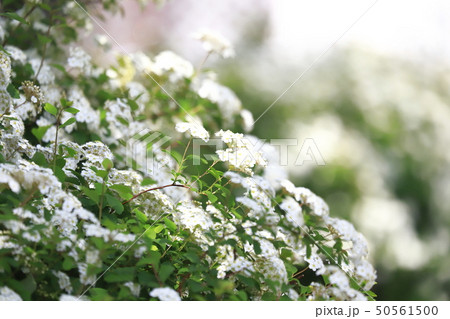 コデマリ(小手毬)の花 コデマリ(小手毬)の花 50561500
