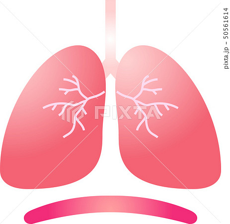 肺 呼吸器 ヘルスケア 人体 かわいい イラストのイラスト素材