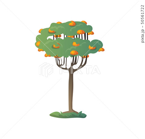 Many mango fruits on the tree. Vector illustration on white background. Many mango fruits on the tree. Vector illustration on white background. 50561722