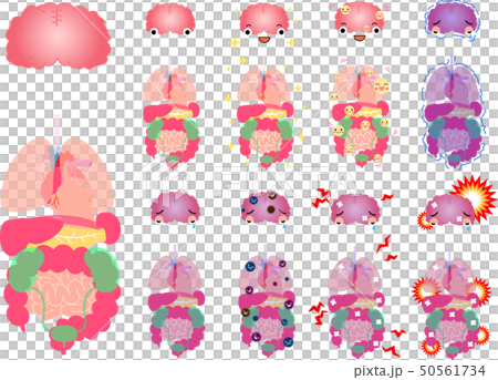 脳 心臓 肺 胃 脾臓 膵臓 肝臓 腎臓 膀胱 大腸 小腸 全身 ヘルスケア イラスト 脳 心臓 肺 胃 脾臓 膵臓 肝臓 腎臓 膀胱 大腸 小腸 全身 ヘルスケア イラスト 50561734