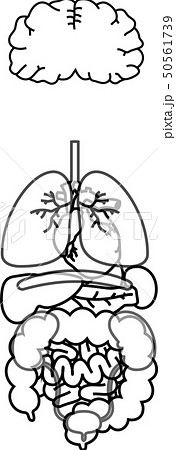 脳 心臓 肺 胃 脾臓 膵臓 肝臓 腎臓 膀胱 大腸 小腸 全身 ヘルスケア イラストのイラスト素材