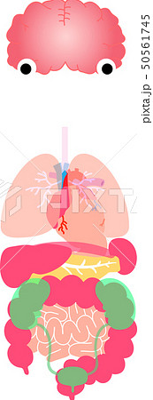 脳 心臓 肺 胃 脾臓 膵臓 肝臓 腎臓 膀胱 大腸 小腸 全身 ヘルスケア イラストのイラスト素材