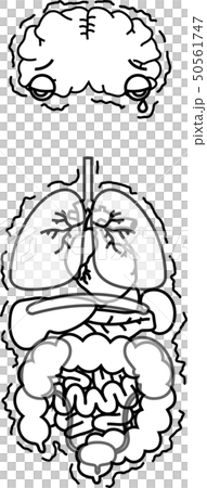 脳　心臓　肺　胃　脾臓　膵臓　肝臓　腎臓　膀胱　大腸　小腸　全身　ヘルスケア　イラスト 50561747