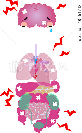脳 心臓 肺 胃 脾臓 膵臓 肝臓 腎臓 膀胱 大腸 小腸 全身 ヘルスケア イラストのイラスト素材