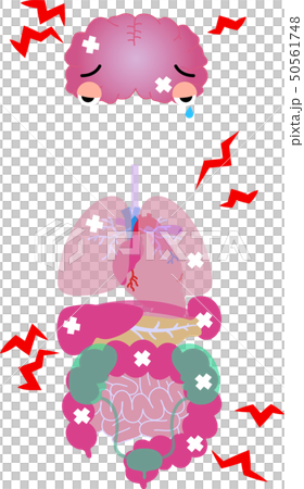 脳　心臓　肺　胃　脾臓　膵臓　肝臓　腎臓　膀胱　大腸　小腸　全身　ヘルスケア　イラスト 50561748