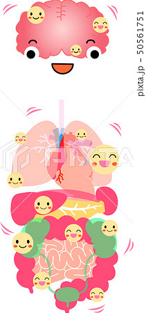 脳 心臓 肺 胃 脾臓 膵臓 肝臓 腎臓 膀胱 大腸 小腸 全身 ヘルスケア イラストのイラスト素材