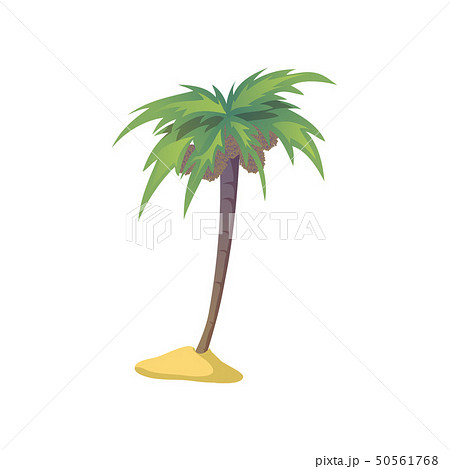 Coconut palm tree with nuts. Vector illustration on white background. 50561768