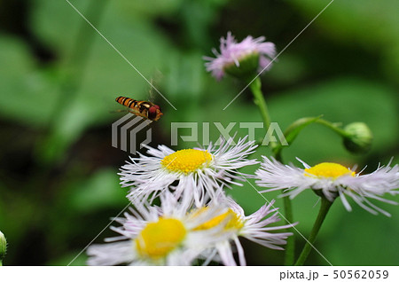 ホソヒラタアブ ホソヒラタアブ 50562059