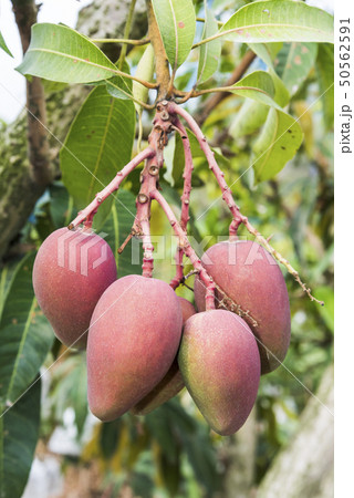 close up of mango fruit on a mango tree 50562591