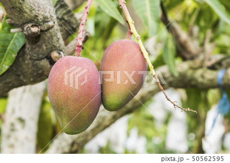 close up of mango fruit on a mango tree 50562595