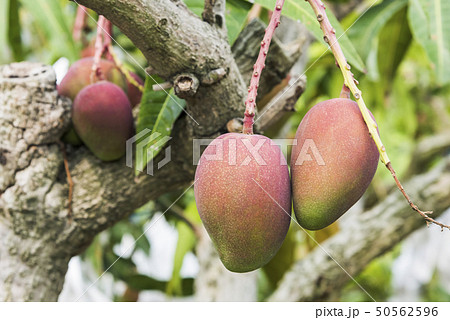 close up of mango fruit on a mango tree 50562596