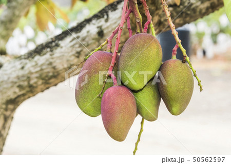 close up of mango fruit on a mango tree 50562597