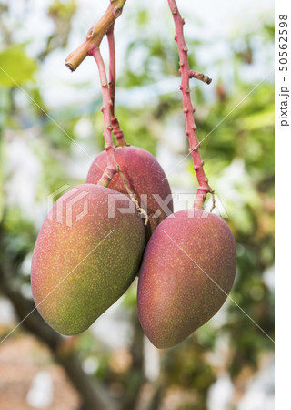 close up of mango fruit on a mango tree 50562598