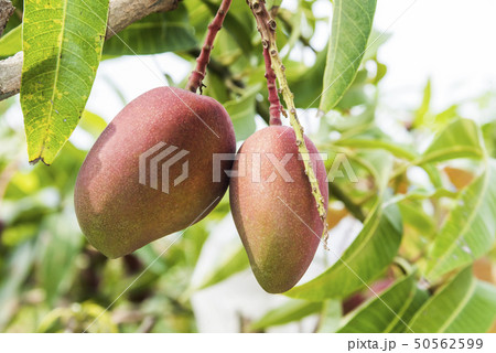 close up of mango fruit on a mango tree 50562599