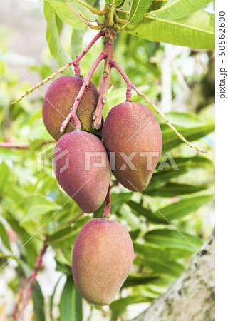 close up of mango fruit on a mango tree 50562600