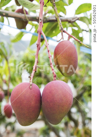 close up of mango fruit on a mango tree 50562601