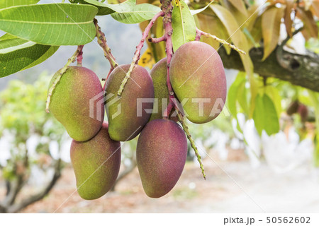 close up of mango fruit on a mango tree 50562602