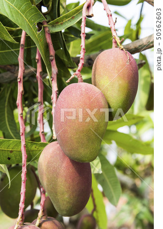close up of mango fruit on a mango tree 50562603