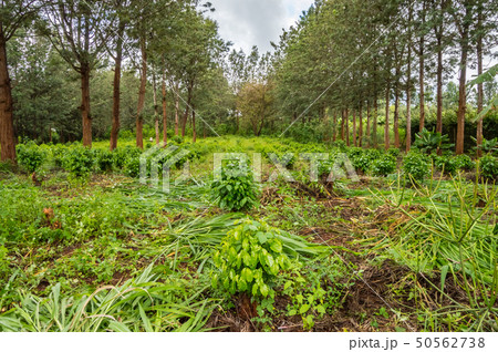 Young coffee plantations between rows of Thika Young coffee plantations between rows of Thika 50562738