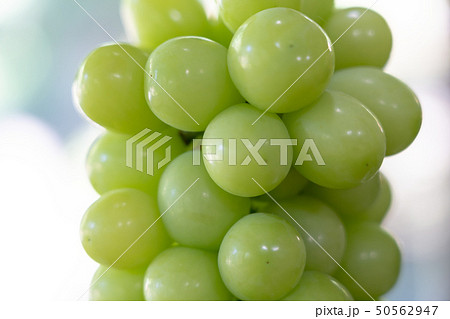 ぶどう(シャインマスカット) 10月 ぶどう(シャインマスカット) 10月 50562947