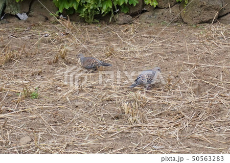 山鳩 鳩 餌 50563283
