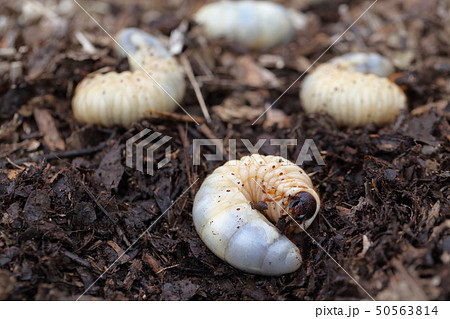 カブトムシの幼虫 50563814