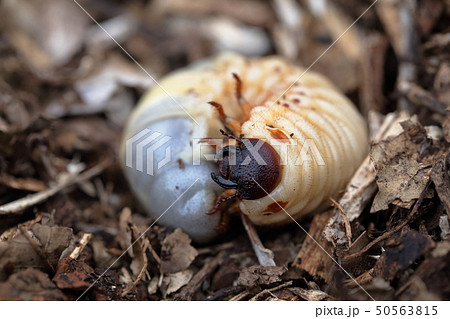 カブトムシの幼虫 50563815