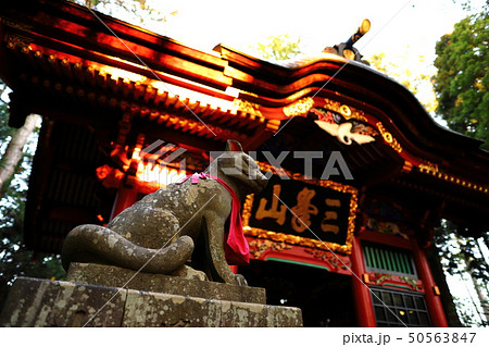 秩父三峯神社随身門の狛犬(狼狛犬) 秩父三峯神社随身門の狛犬(狼狛犬) 50563847